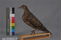 藏品(金背鳩)的圖片